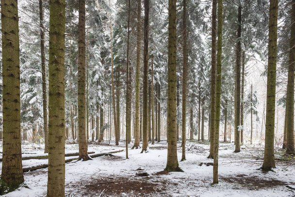 Cena de floresta coberta de neve. Árvores altas, neve fresca, ângulo largo, sem pessoas. - Foto, Imagem