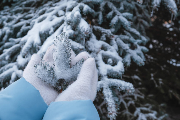 mulher mãos em luvas segurando congelado árvore de natal ramo de perto - Foto, Imagem