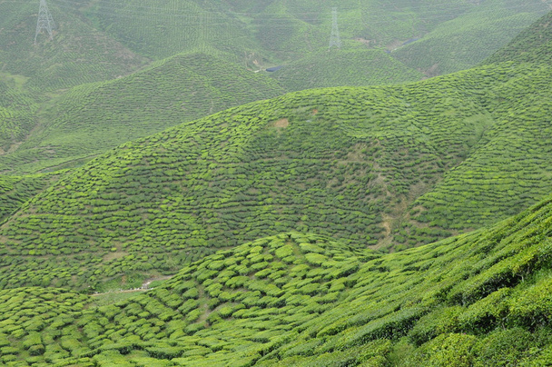 Zielona herbata plantation w Cameron Highland Valley - Zdjęcie, obraz