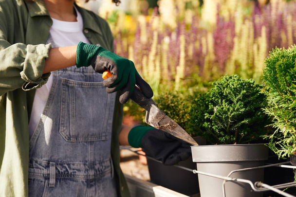 Επαγγελματική γυναίκα κηπουρός μεταμοσχεύει φυτά και φροντίζει γλάστρες στο βοτανικό κατάστημα - Φωτογραφία, εικόνα