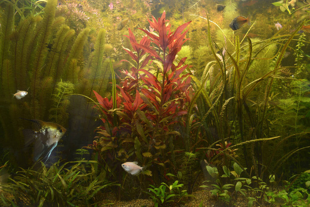 Plantes vertes en croissance et poissons de compagnie nageant dans un aquarium - Photo, image