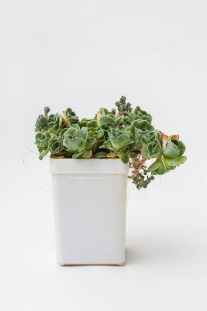Greenovia Succulenta pianta d'appartamento in vaso di plastica bianco su sfondo bianco - Foto, immagini