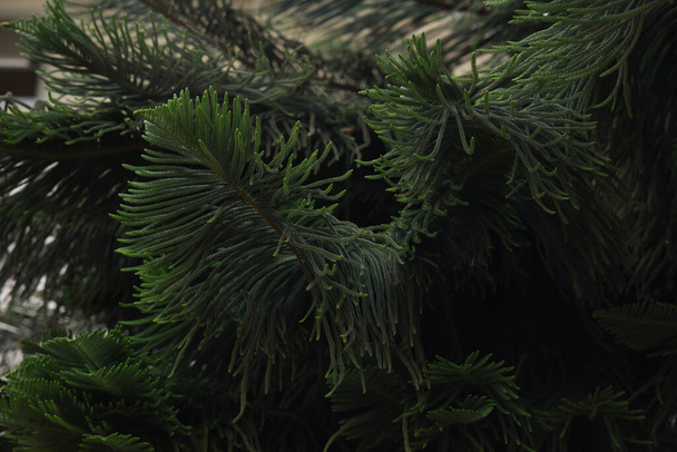 Green Leaves of araucaria luxurians closeup - Photo, Image