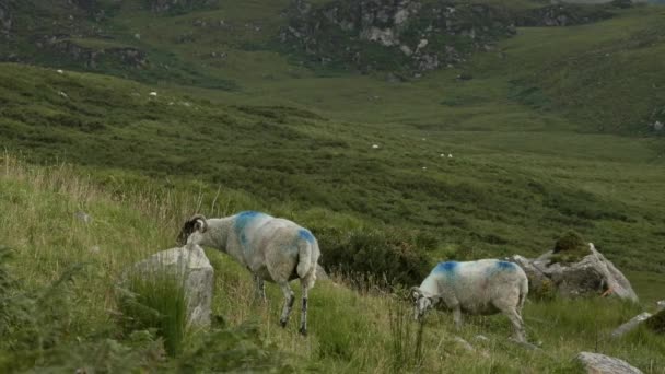 Une scène pastorale sereine avec un troupeau de moutons broutant à l'ombre d'une chaîne de montagnes majestueuse. - Séquence, vidéo