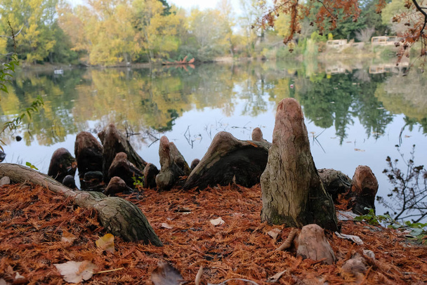 Cypress knees. Bald cypress. Taxodium distichum. Swamp cypress. Pond background. Provence, France. - Photo, Image