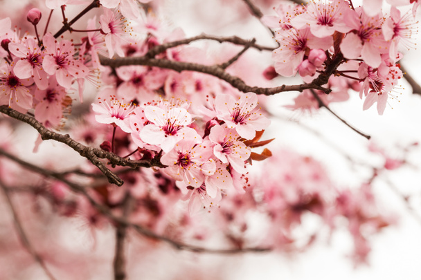 wiosna wiśnia kwiaty - Zdjęcie, obraz