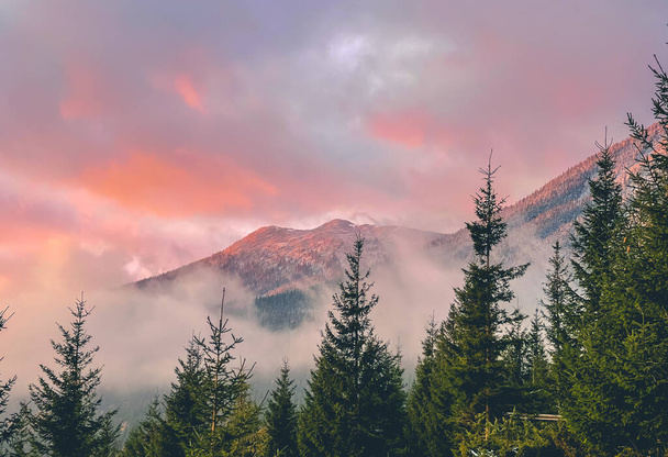 Pinos alpinos en niebla brillante amanecer en las montañas. Cielo nublado rosa y gama de montaje. Impresionante naturaleza salvaje durante el amanecer. Fondo natural. Viajes, turismo, vacaciones, trekking, senderismo - Foto, imagen