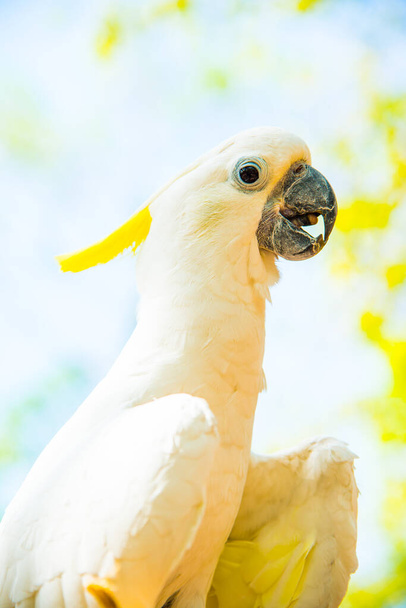 Portret van geel kuif Cockatoo, Thailand - Foto, afbeelding