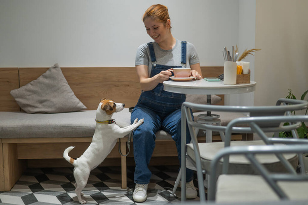 Jack Russell Terrier begging at the owners dog friendly cafe - Photo, image