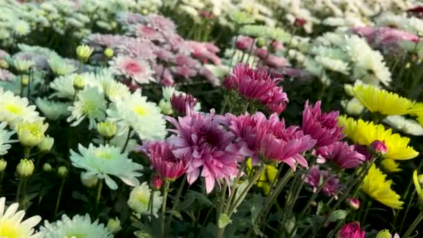 Különböző színű krizantém virágok növekvő területen a kereskedelmi piacon - Felvétel, videó
