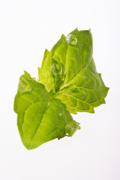 fresh green mint - Foto, imagen