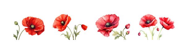 Watercolor red poppy set. Vector illustration design. - Vector, Image