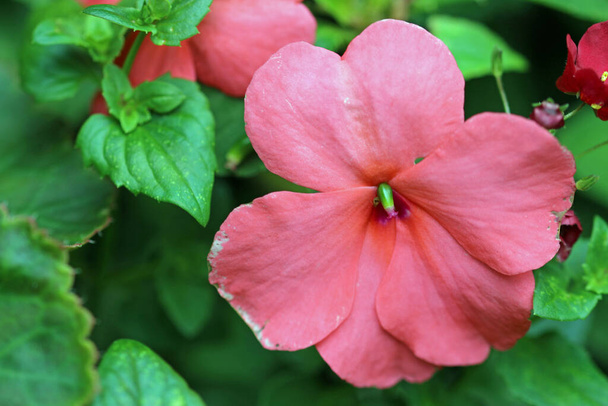 Roze drukke lizzie, Impatiens van onbekende soorten en variëteit, bloem in close-up met een wazige achtergrond van bladeren. - Foto, afbeelding