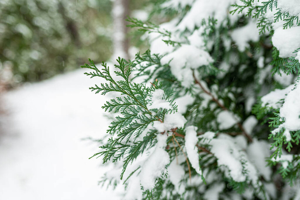 Фото белого снега на рождественских вечнозеленых деревьях. Зеленая ель крупным планом. Свежий снег на ветках. - Фото, изображение
