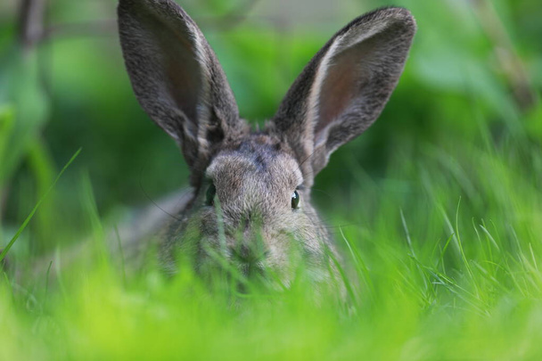 草の中の茶色のウサギ - 写真・画像