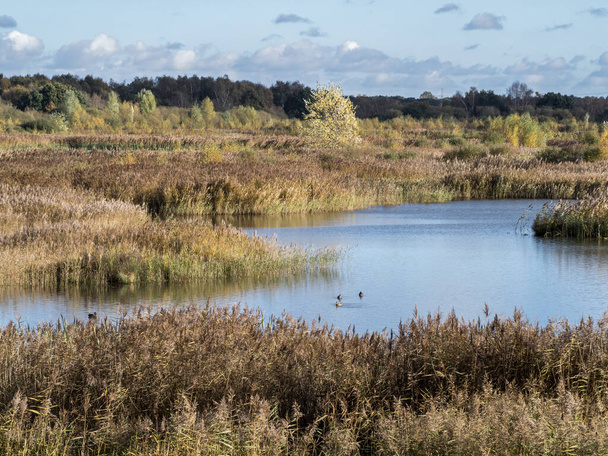 Reedbed and wetland pond bij Potteric Carr Nature Reserve, South Yorkshire, Engeland in de herfst - Foto, afbeelding