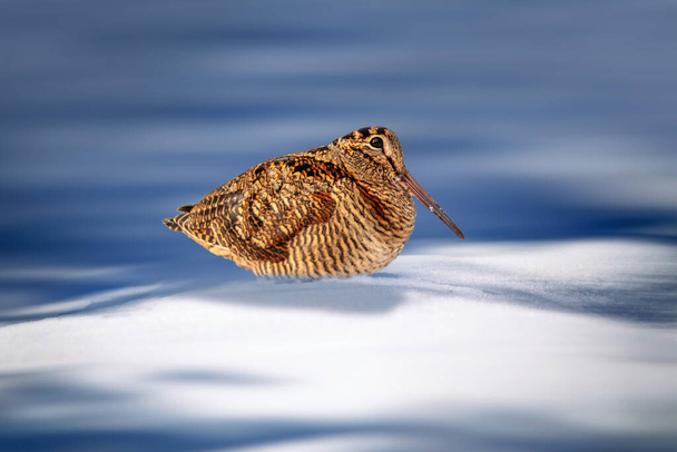 A sandpiper photographed on snow. White nature background. Eurasian Woodcock. Scolopax rusticola. - Photo, Image