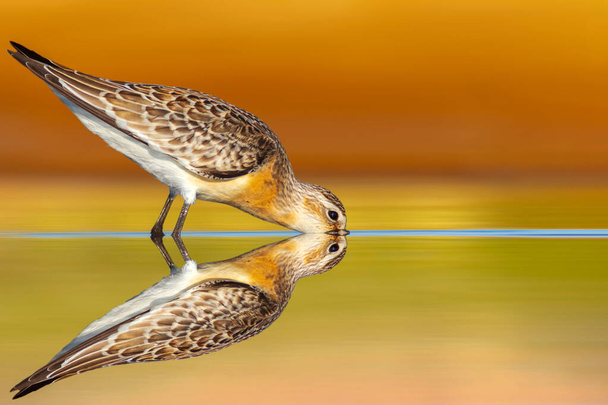 Un gaitero fotografiado en su hábitat. Fondo colorido de la naturaleza. Curlew Sandpiper. Calidris ferruginea. - Foto, Imagen