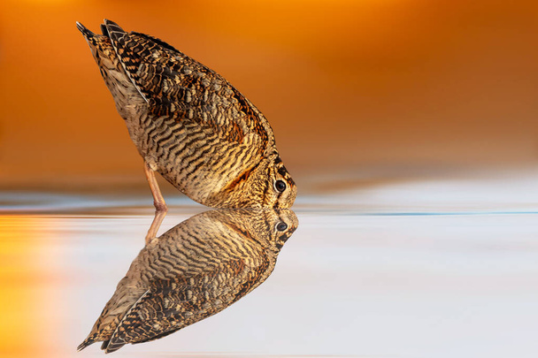 Egy homokfutót fotóztak a víz szélén. Színes természet háttér. Eurázsiai Woodcock. Scolopax rusticola-félék. - Fotó, kép