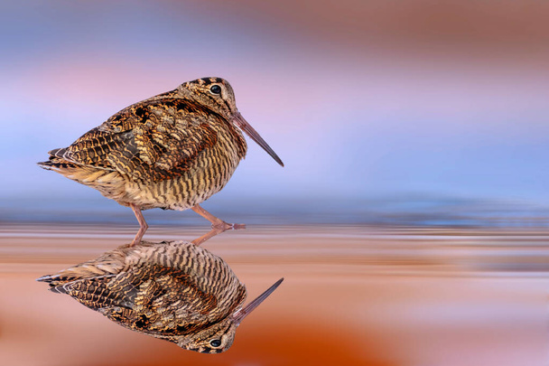 A sandpiper photographed at the water's edge. Colorful nature background. Eurasian Woodcock. Scolopax rusticola. - Photo, Image