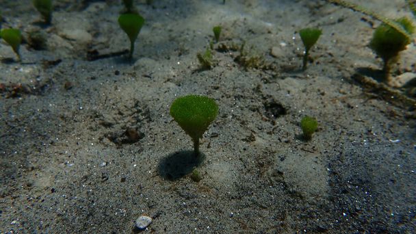 Spazzola da barba di alghe verdi Merman (Penicillus capitatus) sottomarino, Mar Egeo, Grecia, Calcidica - Foto, immagini