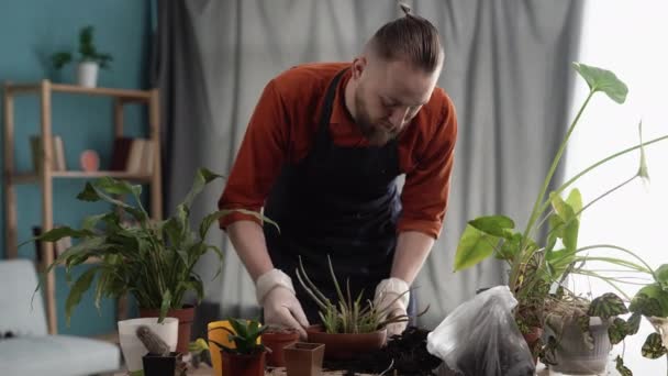 Plant transplant, man care houseplant and transplant houseplants into a new pots. Spring flower care. Copy space - Footage, Video