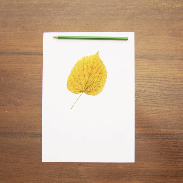 Un lápiz yace en una hoja de papel en blanco sobre un hermoso fondo en un estudio fotográfico - Foto, imagen