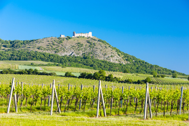 Руїни замку Девікі з виноградниками (Чехія). - Фото, зображення