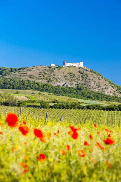 руины замка Девицкий с виноградниками, Чехия - Фото, изображение