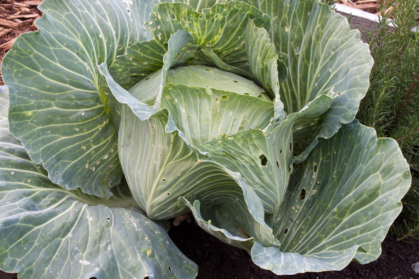 Large Cabbage head - Photo, Image