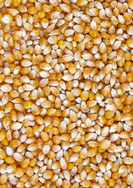 Raw Corn Seeds or Corn kernels are the fruits of corn. Maize is a grain, and the kernels are used in cooking as a vegetable or a source of starch. - Photo, Image