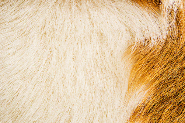 kecske szőrme szorosan - Fotó, kép