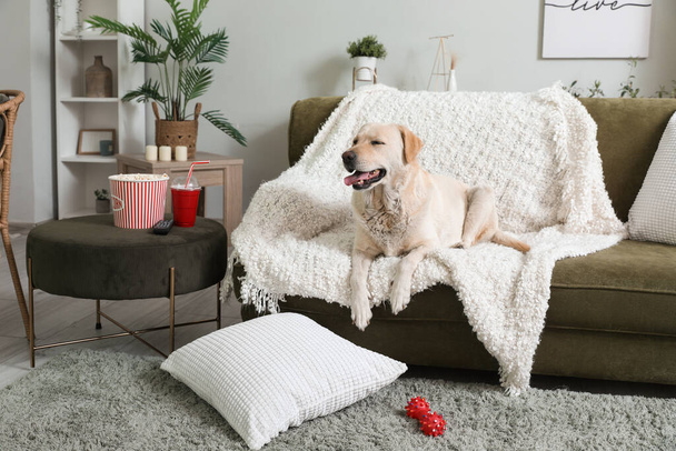 Мила собака Лабрадора з попкорн відром, чашкою содової та телевізійного пульта, лежить на дивані у вітальні - Фото, зображення