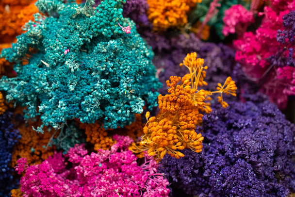 farbowany suchy kolorowy kwiat do celów doceracji - Zdjęcie, obraz