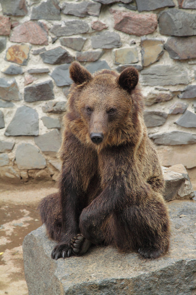 коричневий ведмідь в зоопарку
 - Фото, зображення