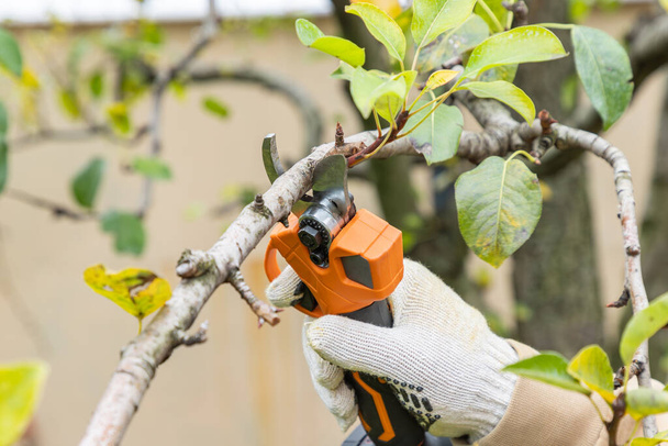 Snij takken aan fruitboom met behulp van batterij aangedreven snoeischaar, snoeischaar. Snoeien van elektrisch gereedschap. Boeren snoeien en snoeien takken van een boom in de tuin met elektrische snoeischaar of snoeischaar in de herfst. Herfst gekapte boom. Sluiten.. - Foto, afbeelding