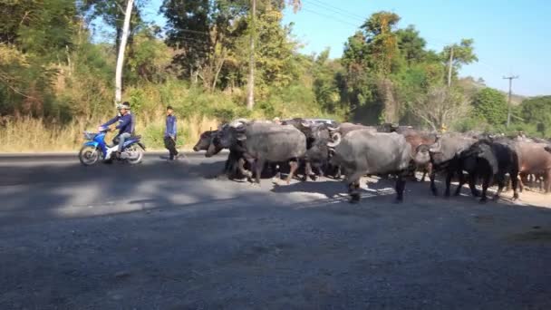 Αγέλη βουβαλιών που κινούνται στον κεντρικό δρόμο την ημέρα  - Πλάνα, βίντεο