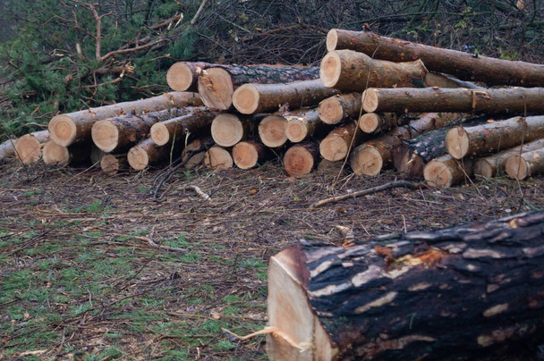 Waldverjüngung - Ein Haufen gefällter Bäume in der Ukraine wartet auf seine Wiederverwendung und markiert die Erneuerung der Natur. Holzschutzgebiet - Die abgeernteten Wälder von Zhytomyr zeigen die rohe Struktur der Natur. - Foto, Bild