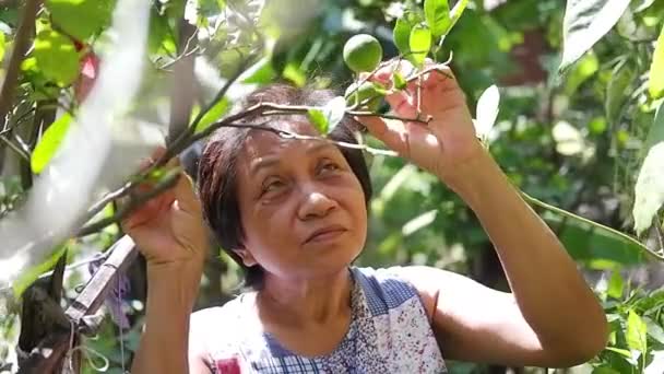 Femme âgée asiatique sourit pour le jardinage avec Kaffir tilleul et légumes frais récoltés biologiques dans le jardin à la maison. Vieillesse et santé à la retraite concept - Séquence, vidéo