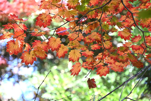 Acer japonicum (arce de luna llena) Hojas de otoño. Sapindaceae árbol caducifolio. Se caracteriza por hojas particularmente grandes entre la familia del arce. - Foto, imagen