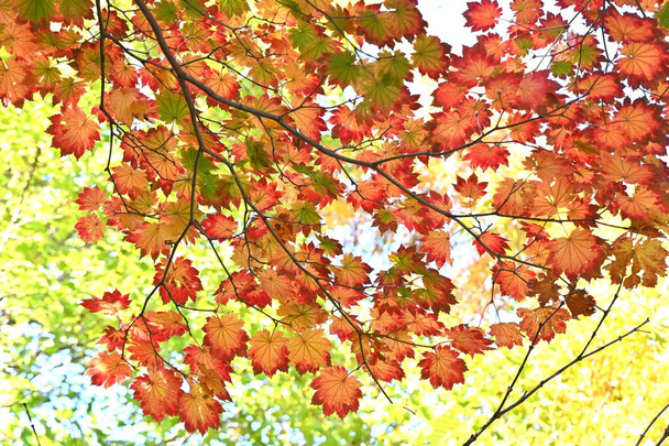 Acer japonicum (arce de luna llena) Hojas de otoño. Sapindaceae árbol caducifolio. Se caracteriza por hojas particularmente grandes entre la familia del arce. - Foto, imagen