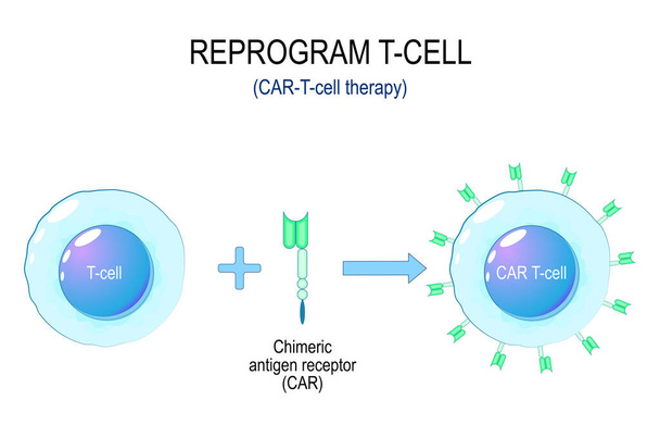 Araba-T-hücre kanseri terapisi. T hücresi yeniden programlama işlemi. Chimeric antijen reseptör otomobilinin immünoterapisi. Kanser tedavisi. Genetik mühendisliği. vektör illüstrasyonu - Vektör, Görsel