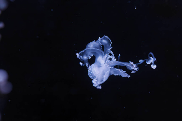 foto subaquática de uma bela água-viva manchada australiana de perto - Foto, Imagem