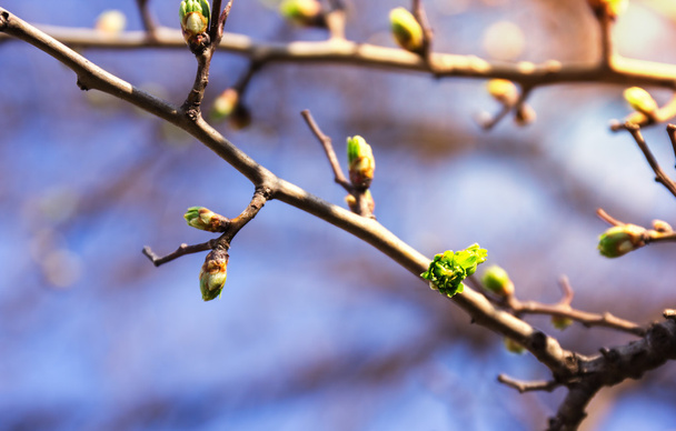 bourgeons d'arbres de printemps
 - Photo, image