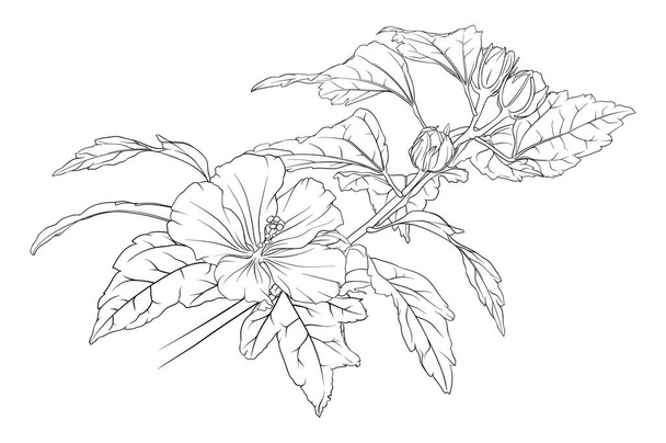葉と花が付いたハイビスカスの枝のベクトルモノクロ構成. 植物の手描きの花,葉,芽のイラスト。 カラーリング - ベクター画像