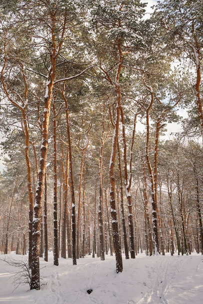 雪が降る間,晴れた空の下に雪に覆われた松の木々をテーマにした公園内の穏やかな冬のシーン - 写真・画像