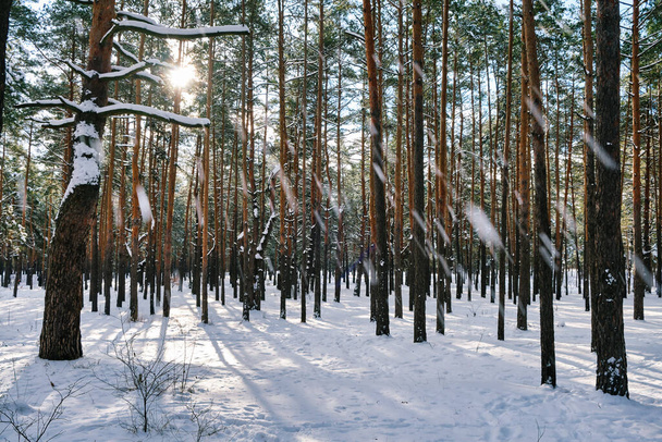 Klidná zimní scéna v parku se zasněženými borovicemi pod slunnou oblohou během sněžení - Fotografie, Obrázek