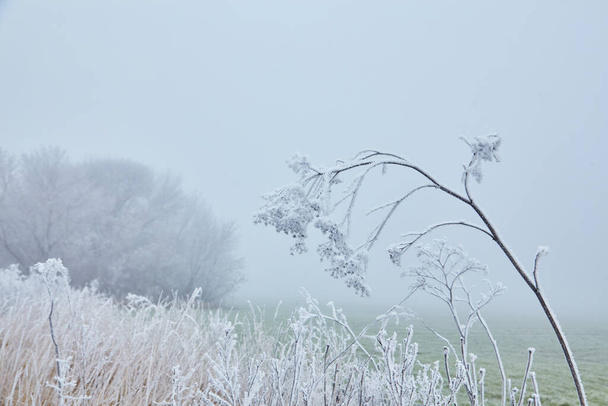 Una escena mística de principios del invierno revelando su magia a través de la niebla, mientras los elementos de la naturaleza se entrelazan en una danza etérea. - Foto, Imagen