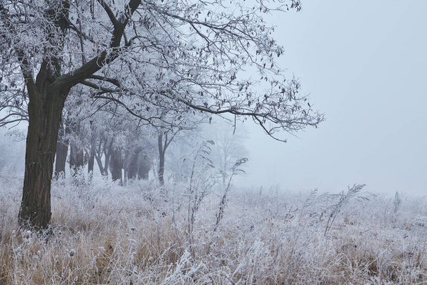 Eine mystische Szene des frühen Winters, die ihren Zauber durch den Nebel entfaltet, während sich die Elemente der Natur in einem ätherischen Tanz verflechten. - Foto, Bild