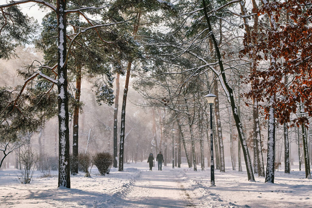 Uma cena serena do parque no inverno com pinheiros adornados na neve sob o sol brilhante. - Foto, Imagem